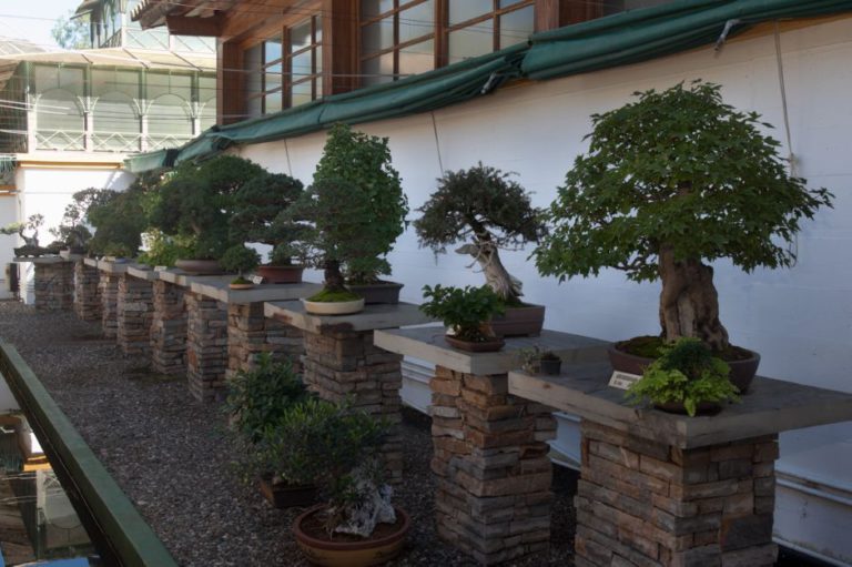 El Museo del Bonsái en Marbella